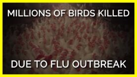 Millions of Birds Slowly Killed by Heatstroke & Suffocation