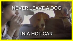 NEVER Leave a Dog in a Hot Car