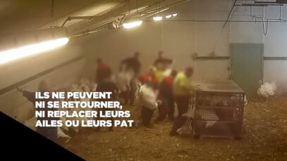 Nouvelle enquête sur le transport des dindes – 2022