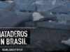 SACRIFICADOS estando CONSCIENTES | INVESTIGACIÓN en MATADEROS de BRASIL