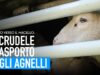 Trasporto di animali vivi: l'inferno degli agnelli sui camion dall'Est Europa all'Italia