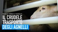 Trasporto di animali vivi: l'inferno degli agnelli sui camion dall'Est Europa all'Italia