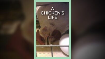 What Your Life Would Be Like In the Egg Industry