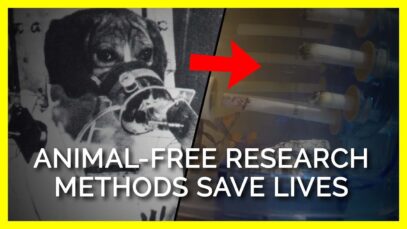 Animal-Free Research Methods Are Saving Lives