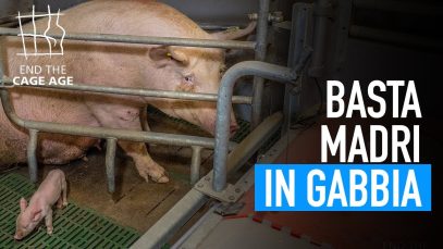 Basta madri in gabbia: nuova inchiesta di End the Cage Age