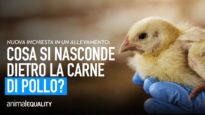 Cosa si nasconde dietro la carne di pollo? Inchiesta in un allevamento italiano