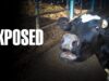 Dairy is evil | Babies taken away from their mothers