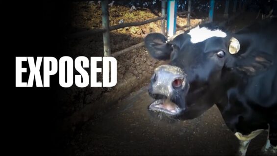 Dairy is evil | Babies taken away from their mothers