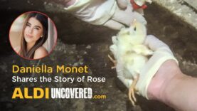 Daniella Monet Shares the Story of Rose, a Chick Raised by an ALDI Supplier