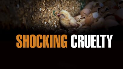 Egg industry dirty secret exposed | This will open your eyes