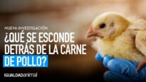 La CRUELDAD tras la producción de CARNE DE POLLO