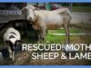 Malnourished Sheep Rescued From Store That Used Them as Living Lawnmowers