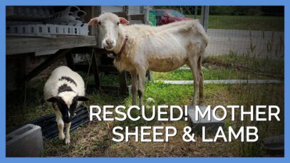 Malnourished Sheep Rescued From Store That Used Them as Living Lawnmowers