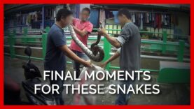 Nails Driven Into Heads of Live Snakes for Fashion Accessories