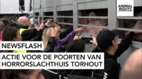 Newsflash | Sluit horrorslachthuis Tielt | Animal Rights