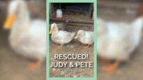 PETA Rescues Ducks Living In A Shed Covered In Feces #shorts
