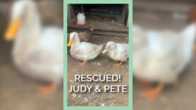 PETA Rescues Ducks Living In A Shed Covered In Feces #shorts