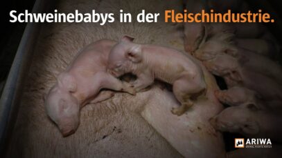 Schweinebabys in der Fleischindustrie – Leiden und sterben für ein Schnitzel