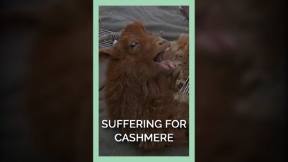 Suffering For Cashmere #shorts
