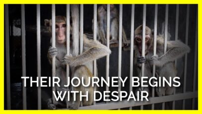 The Journey of Monkeys Used in Labs Begins with Despair