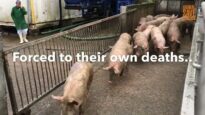 Their final journey | Is eating animals wrong?