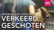 Undercover bij Gosschalk | Kalveren verkeerd geschoten | Animal Rights