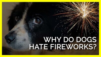 Why Do Dogs Hate Fireworks?