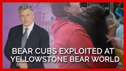 Yellowstone Bear World: Bear Cubs Torn Away From Their Mothers and Threatened at Roadside Zoo