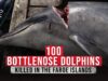 100 Bottlenose Dolphins Killed in the Faroe Islands