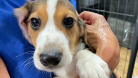 4,000 beagles: Historic transport spares dogs from animal testing