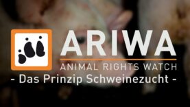 ARIWA – Das Prinzip Schweinezucht