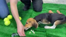 Beagle update with some of the 4,000!