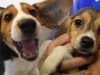Beagles play after release from research breeding facility (4,000 beagles)