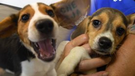 Beagles play after release from research breeding facility (4,000 beagles)