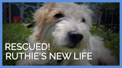 Dog Rescued from Breeder Can’t Stop Giving Her New Family Kisses