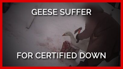 Geese Decapitated for ‘Responsible’ Down | PETA Asia Investigates