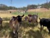 Goats receive a little help for their afternoon snack