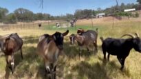 Goats receive a little help for their afternoon snack