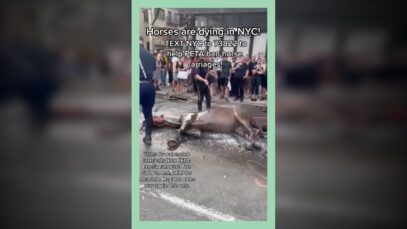 Horses Are Dying In NYC #shorts