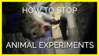 Human Illnesses Need Modern Methods of Research, Not Animal Experiments