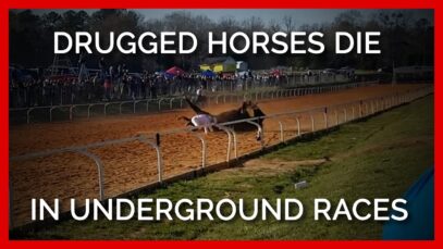 PETA Undercover: Meth-Doped Horses Drop Dead on Underground Racetrack