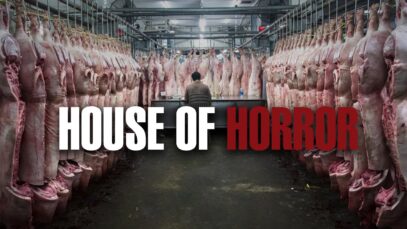 Pig house of horror | Don't watch this alone!