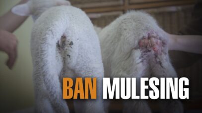 The Painful Truth Behind Wool