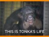 Tonka the chimpanzee's rescue story