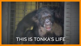 Tonka the chimpanzee's rescue story