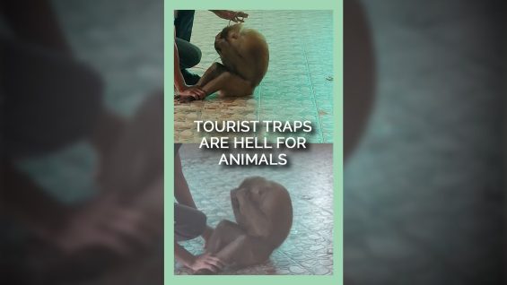 Tourist Traps Are Hell for Animals