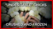 Undesirable Chicks Crushed and Frozen in Meat Industry