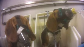 Last Chance for Animals - The Life of a Dog at ITR Labs [792JMoVtQck - 1280x720 - 0m38s]