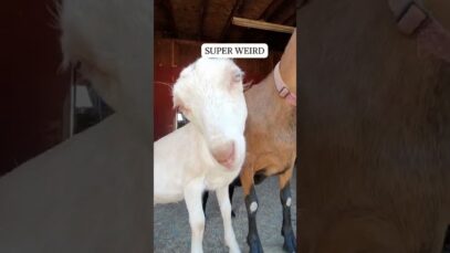 Baby goats being weird and cute