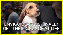 Envigo Beagles Finally Get Their Chance at Life